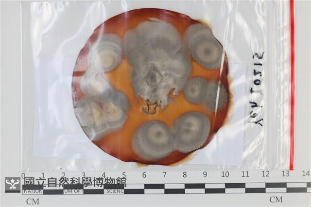 登錄號:F0035053藏品圖，第1張