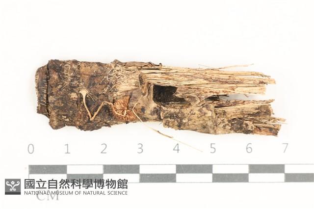 登錄號:F0038353藏品圖，第1張