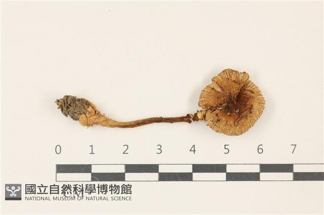 登錄號:F0037353藏品圖，第1張