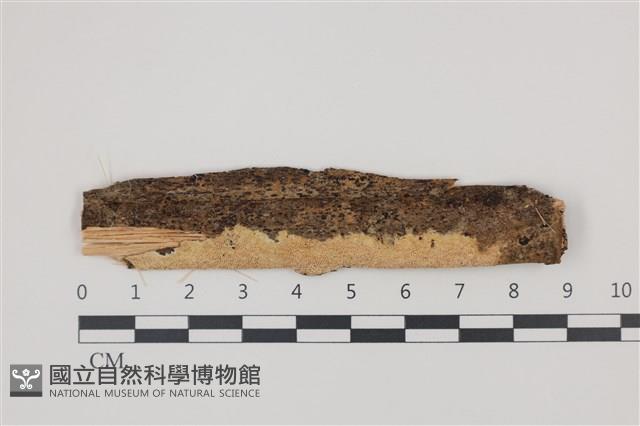 登錄號:F0035353藏品圖，第1張