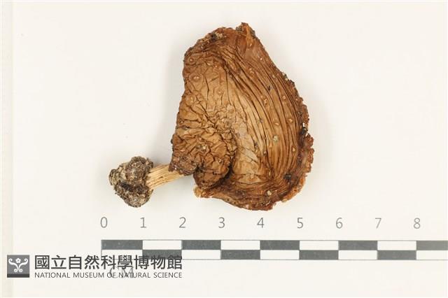 登錄號:F0038243藏品圖，第1張