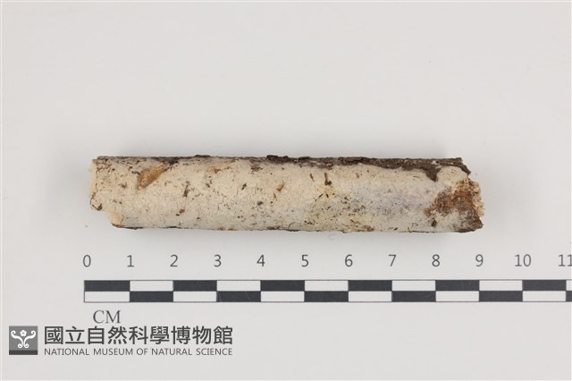 登錄號:F0036243藏品圖，第1張