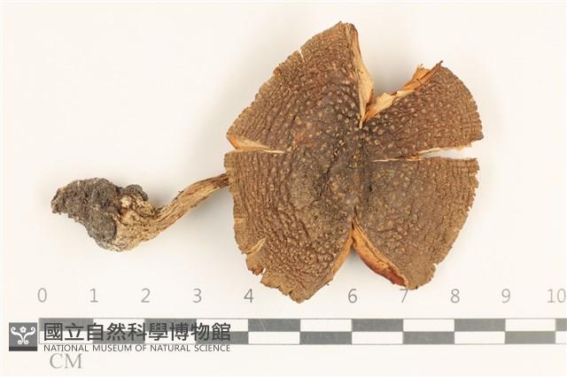 登錄號:F0037243藏品圖，第1張