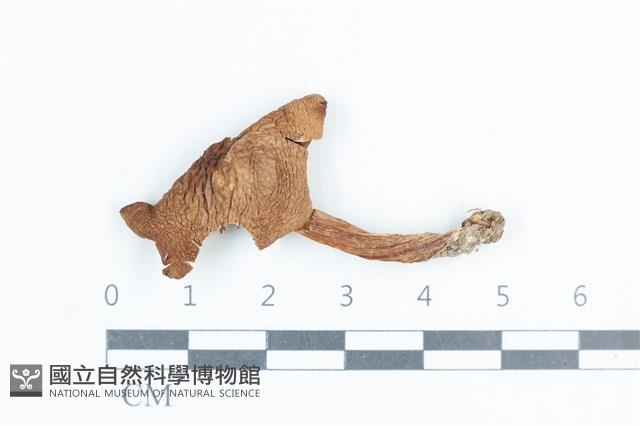 登錄號:F0038843藏品圖，第1張