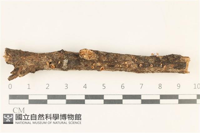 登錄號:F0037843藏品圖，第1張