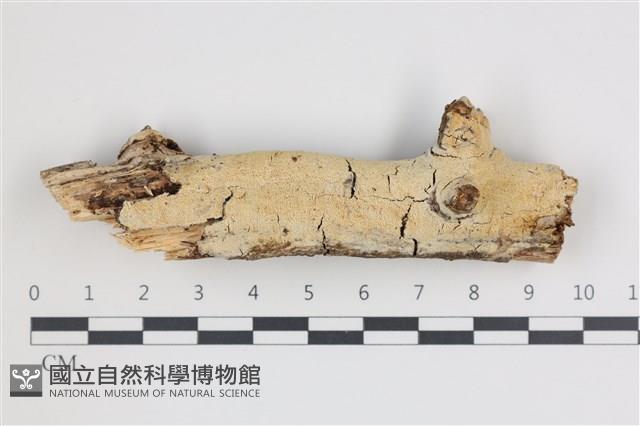 登錄號:F0035843藏品圖，第1張