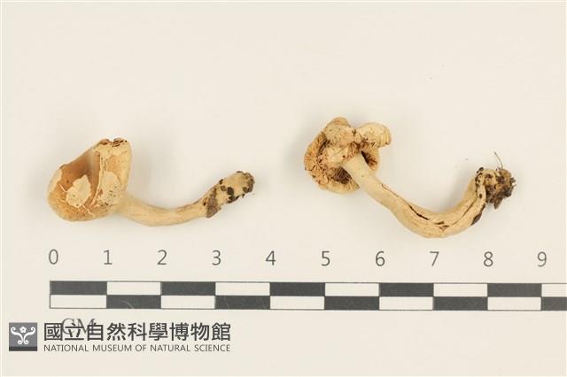 登錄號:F0036943藏品圖，第1張