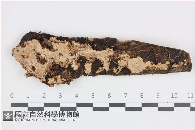 刺皮菌屬藏品圖，第1張