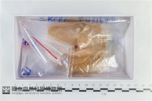 登錄號:F0038643藏品圖，第1張