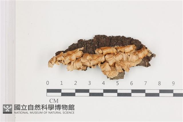 登錄號:F0036643藏品圖，第1張