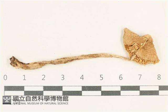 登錄號:F0037643藏品圖，第1張
