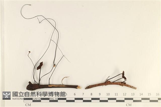 小皮傘屬藏品圖，第1張