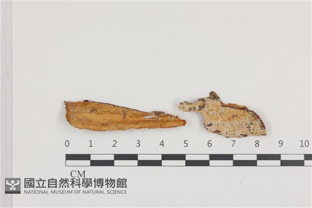 登錄號:F0036443藏品圖，第1張