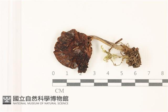 登錄號:F0037443藏品圖，第1張