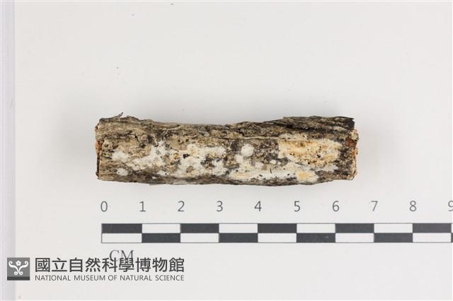 登錄號:F0035443藏品圖，第1張