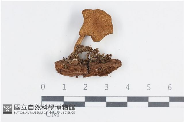 登錄號:F0038743藏品圖，第1張