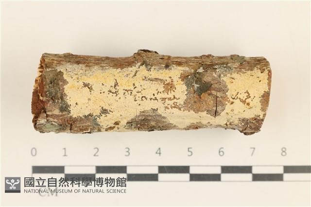 登錄號:F0036743藏品圖，第1張
