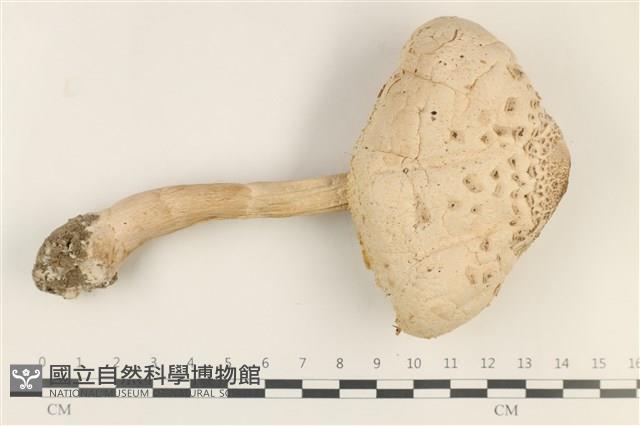 登錄號:F0037743藏品圖，第1張