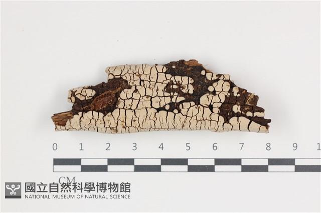 登錄號:F0035743藏品圖，第1張