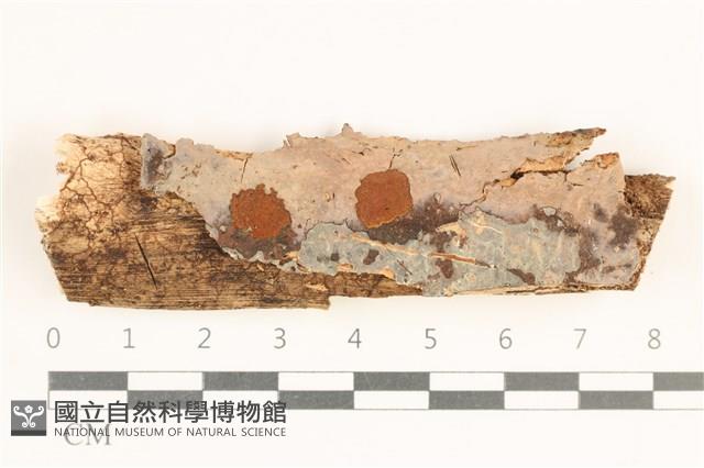 登錄號:F0038543藏品圖，第1張