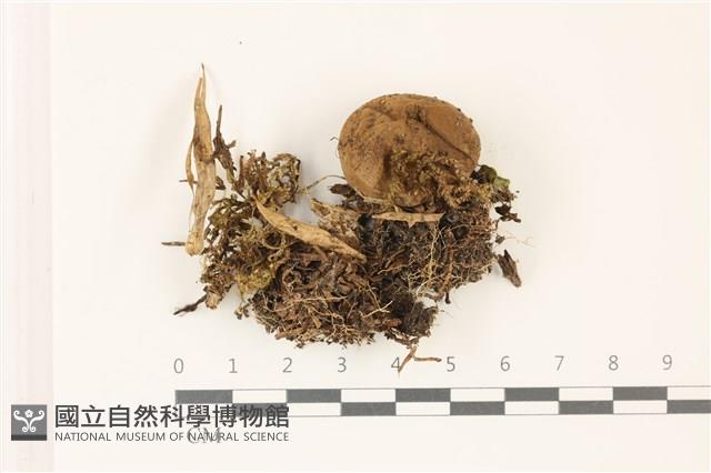 館號:F0037543藏品圖，第1張