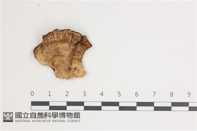 煙管菌藏品圖，第1張