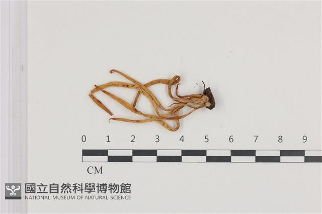 登錄號:F0036143藏品圖，第1張