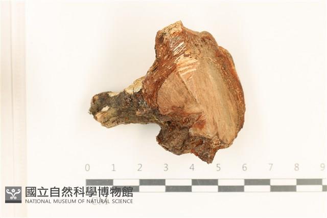 登錄號:F0032143藏品圖，第1張
