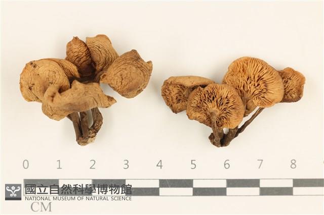登錄號:F0037143藏品圖，第1張