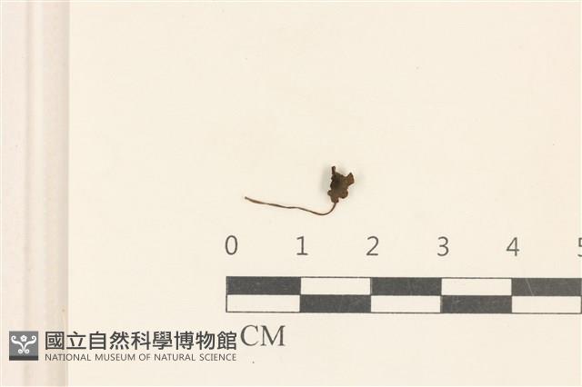 小皮傘屬藏品圖，第1張