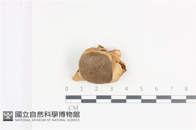登錄號:F0036043藏品圖，第1張