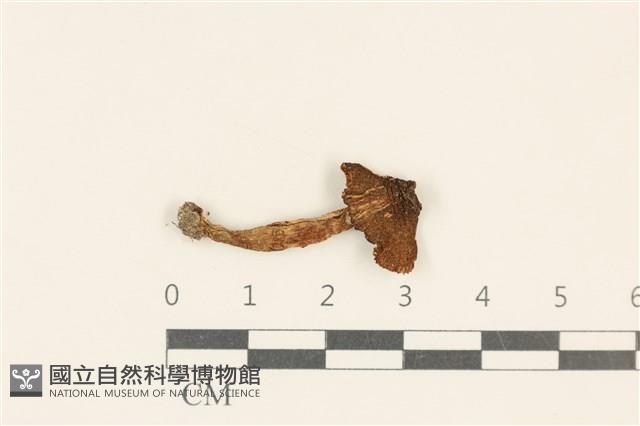登錄號:F0037043藏品圖，第1張