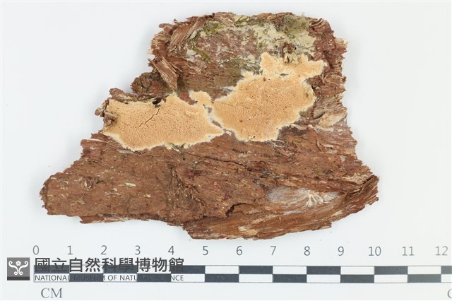 登錄號:F0039043藏品圖，第1張