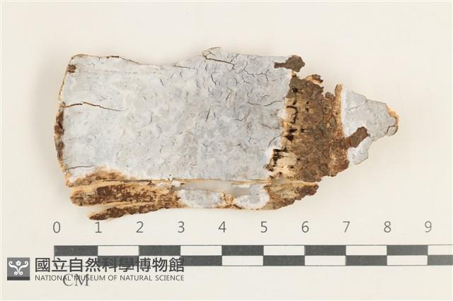 登錄號:F0038343藏品圖，第1張