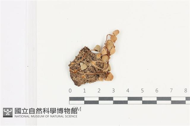 登錄號:F0036343藏品圖，第1張