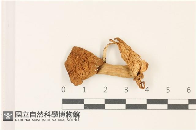 小皮傘屬藏品圖，第1張