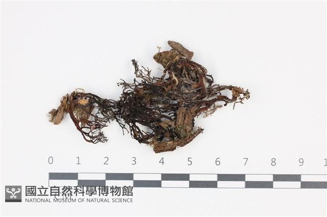 登錄號:F0035343藏品圖，第1張