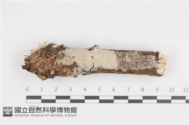 登錄號:F0036293藏品圖，第1張