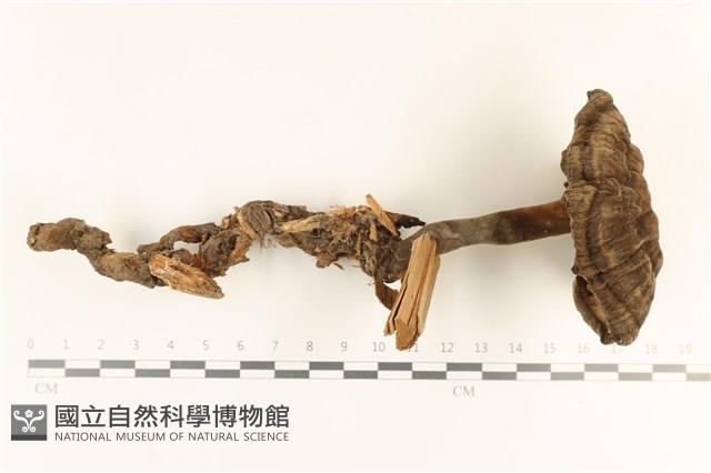 登錄號:F0037293藏品圖，第1張