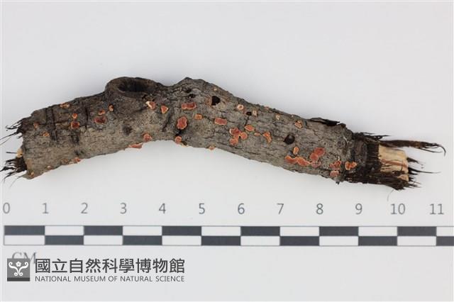 登錄號:F0035293藏品圖，第1張