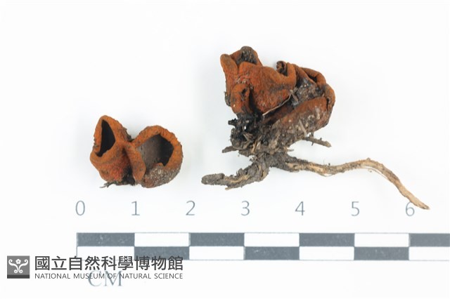 黑赭暗盤菌藏品圖，第1張