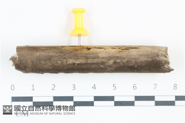 登錄號:F0038893藏品圖，第1張