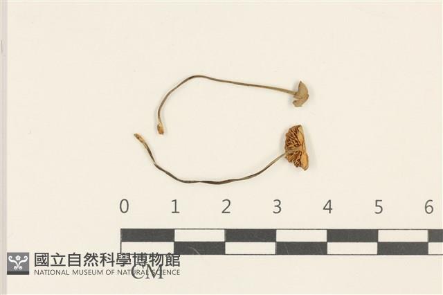小菇屬藏品圖，第1張
