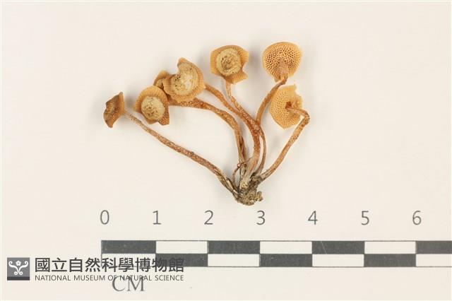 登錄號:F0037893藏品圖，第1張