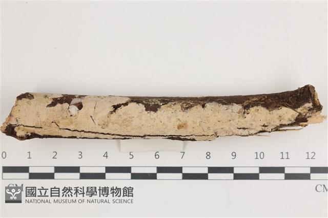 顯絲菌屬藏品圖，第1張