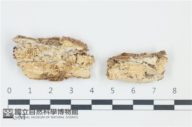 木齒菌屬藏品圖，第1張