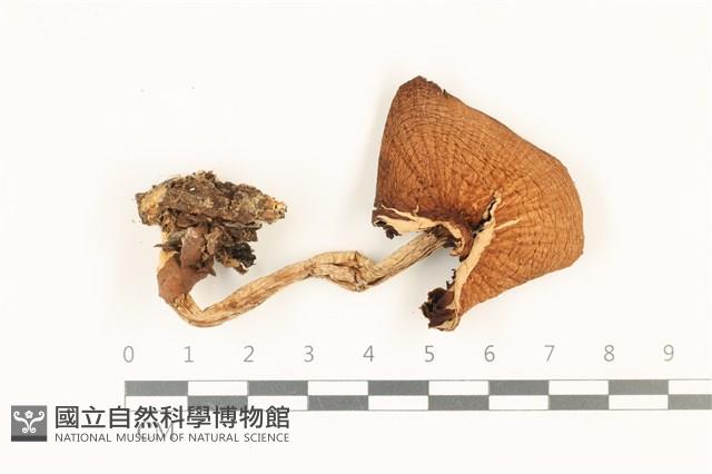 登錄號:F0036993藏品圖，第1張