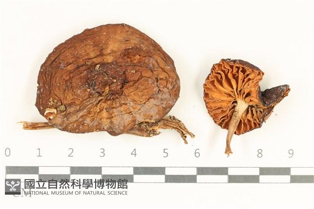 登錄號:F0037993藏品圖，第1張