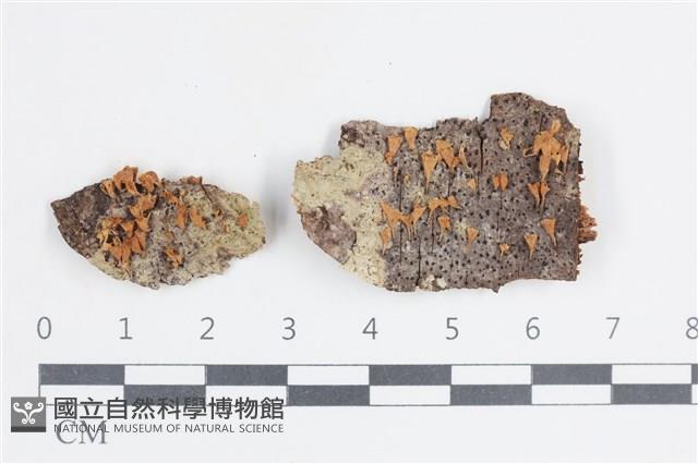 登錄號:F0038693藏品圖，第1張