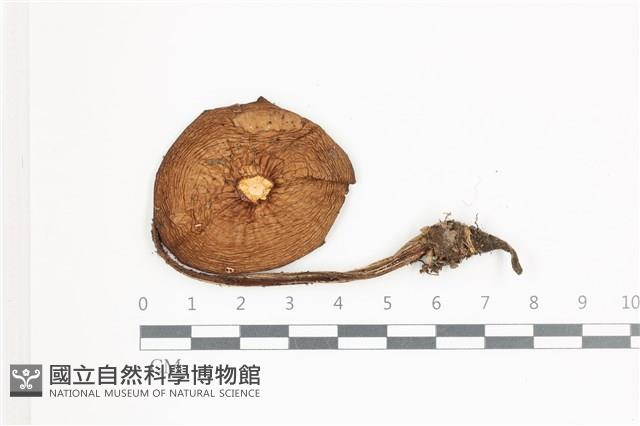 登錄號:F0036693藏品圖，第1張